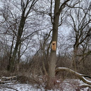 Owl bird box mounted to a tree